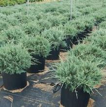 Juniperus virginiana 'Grey Owl' Juniperus virginiana 'Grey Owl'