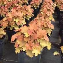 Heuchera villosa 'Caramel' Heuchera villosa 'Caramel'