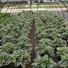Hosta 'Patriot' Hosta 'Patriot'