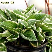 Hosta 'Francee' Hosta 'Francee'