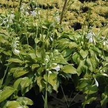 Hosta 'Royal Standard' Hosta 'Royal Standard'