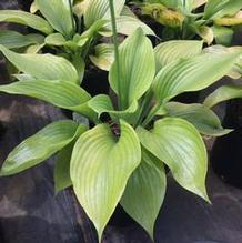 Hosta 'Sum and Substance' Hosta 'Sum and Substance'