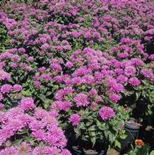 Monarda 'Petite Delight' Monarda 'Petite Delight'