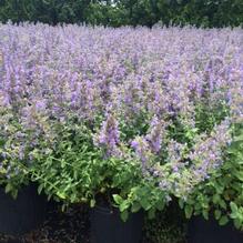 Nepeta faassenii 'Walker's Low' Nepeta faassenii 'Walker's Low'