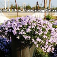 Phlox subulata 'Emerald Blue' Phlox subulata 'Emerald Blue'