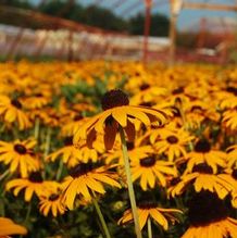 Rudbeckia fulgida 'Goldsturm' Rudbeckia fulgida 'Goldsturm'