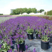 Salvia nemorosa 'Mainacht' Salvia nemorosa 'Mainacht'