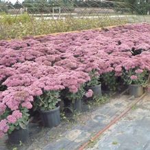 Sedum 'Herbstfreude' Sedum 'Herbstfreude'