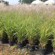Miscanthus sinensis 'Purpurascens' Miscanthus sinensis 'Purpurascens'