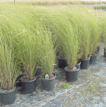 Miscanthus sinensis 'Gracillimus' Miscanthus sinensis 'Gracillimus'