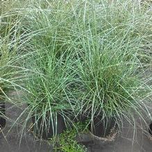 Miscanthus sinensis 'Little Zebra' Miscanthus sinensis 'Little Zebra'