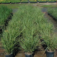 Miscanthus sinensis 'Strictus' Miscanthus sinensis 'Strictus'