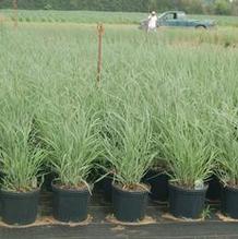 Panicum virgatum 'Heavy Metal' Panicum virgatum 'Heavy Metal'