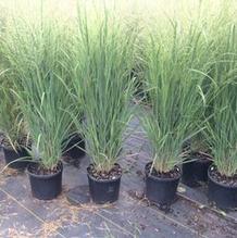 Panicum virgatum 'Northwind' Panicum virgatum 'Northwind'