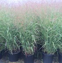 Panicum virgatum 'Shenandoah' Panicum virgatum 'Shenandoah'