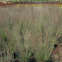 Schizachyrium scoparium 'Carousel' Schizachyrium scoparium 'Carousel'