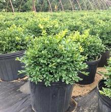 Buxus 'Green Velvet' Buxus 'Green Velvet'