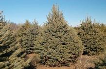 Picea pungens Picea pungens