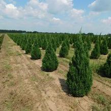 Juniperus chinensis 'Blue Point' Juniperus chinensis 'Blue Point'