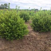 Buxus 'Green Mound' Buxus 'Green Mound'