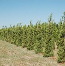 Juniperus chinensis 'Hetzii' Juniperus chinensis 'Hetzii'