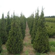 Juniperus virginiana 'Cupressifolia' Juniperus virginiana 'Cupressifolia'