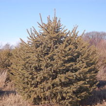 Picea glauca 'Densata' Picea glauca 'Densata'
