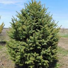 Picea pungens Picea pungens