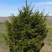 Picea abies Picea abies