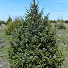 Picea omorika Picea omorika