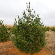Pinus strobus Pinus strobus