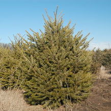 Pseudotsuga menziesii Pseudotsuga menziesii