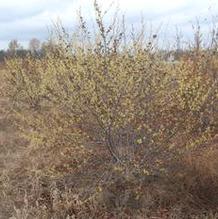 Hamamelis virginiana Hamamelis virginiana