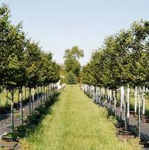 Ulmus 'Morton Glossy' Ulmus 'Morton Glossy'