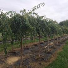 Prunus 'Pisnshzam' Prunus 'Pisnshzam'
