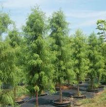 Taxodium distichum 'Shawnee Brave' Taxodium distichum 'Shawnee Brave'