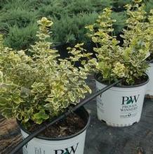 Euonymus fortunei 'Roemertwo' Euonymus fortunei 'Roemertwo'