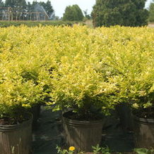 Ligustrum vicaryi Ligustrum vicaryi