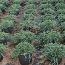 Juniperus horizontalis 'Wilton' Juniperus horizontalis 'Wilton'