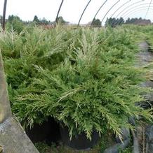 Juniperus sabina 'Monna' Juniperus sabina 'Monna'