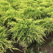 Juniperus chinensis 'Gold Coast' Juniperus chinensis 'Gold Coast'