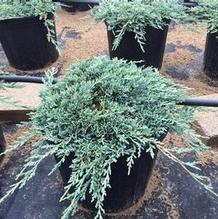 Juniperus horizontalis 'Monber' Juniperus horizontalis 'Monber'