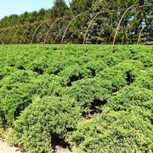 Juniperus procumbens 'Nana' Juniperus procumbens 'Nana'