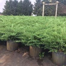 Juniperus chinensis 'Kallays Compact' Juniperus chinensis 'Kallays Compact'