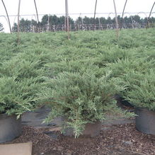 Juniperus chinensis sargentii 'Virdis' Juniperus chinensis sargentii 'Virdis'