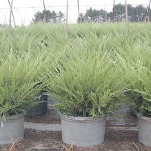 Juniperus chinensis 'Sea Green' Juniperus chinensis 'Sea Green'