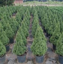 Picea glauca 'Conica' Picea glauca 'Conica'