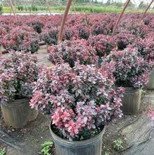 Berberis thunbergii 'Concorde' Berberis thunbergii 'Concorde'