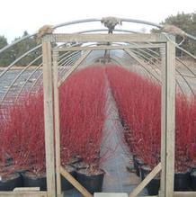 Cornus baileyi Cornus baileyi