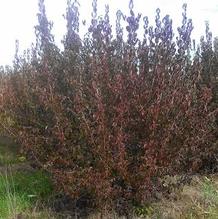 Cornus mas Cornus mas